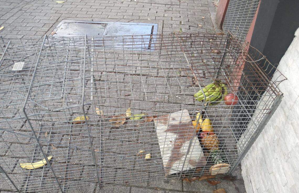 Cages with oranges and bananas inside were meant to trap the monkey, but so far it has avoided capture.