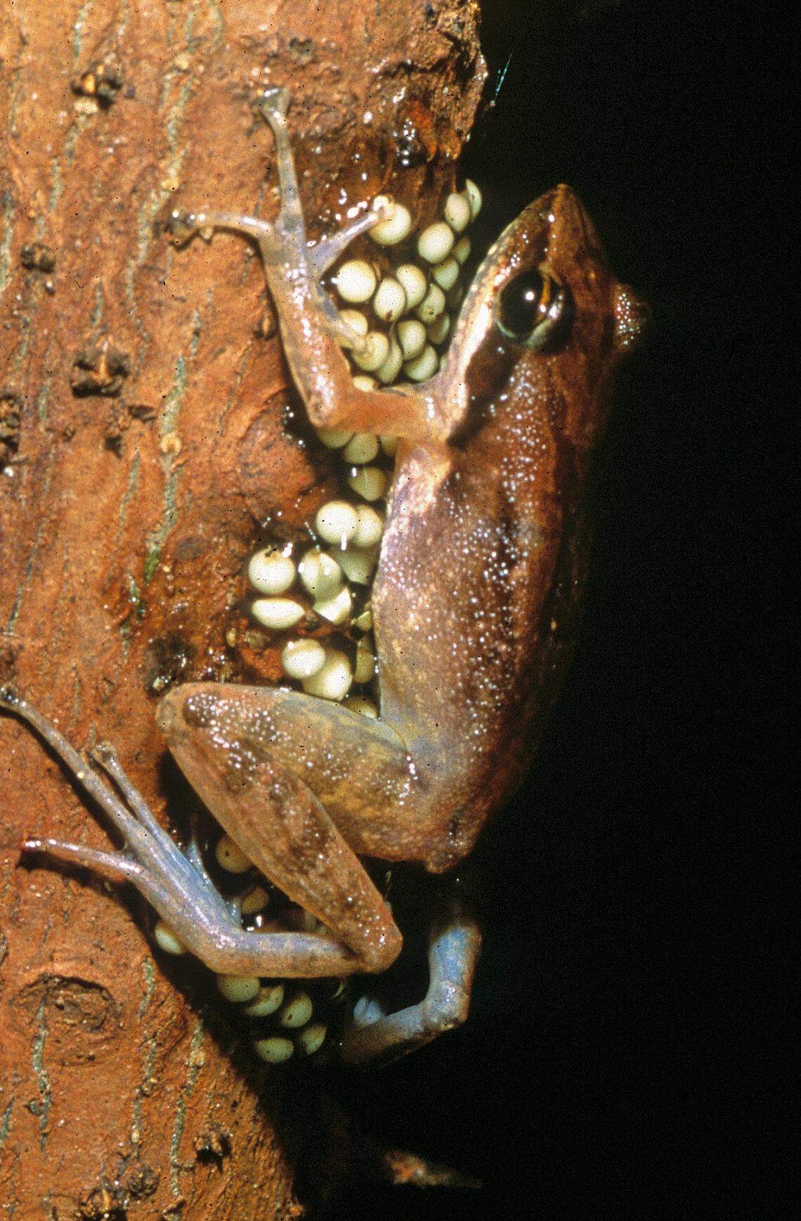 A Blommersia bara frog guarding its eggs.