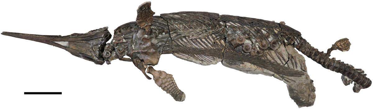 A “nearly complete” ichthyosaur was found on the Dorset coast of the United Kingdom.