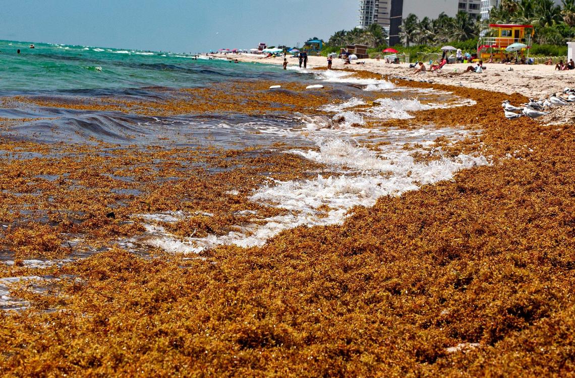 Thick rafts of Sargassum seaweed washed up on the seashore by the 71st Street area in Miami Beach on July 28, 2020.