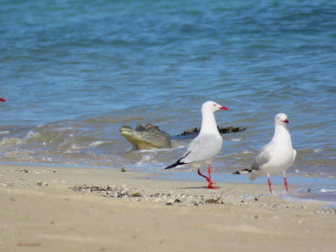 A saltwater crocodile swam in the shallow water, taking inventory of the birds in the search for a snack.