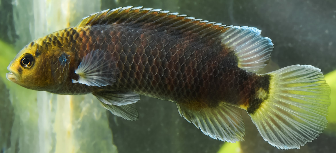 A Badis limaakumi, or Limaakum’s chameleon fish, showing its original colors.