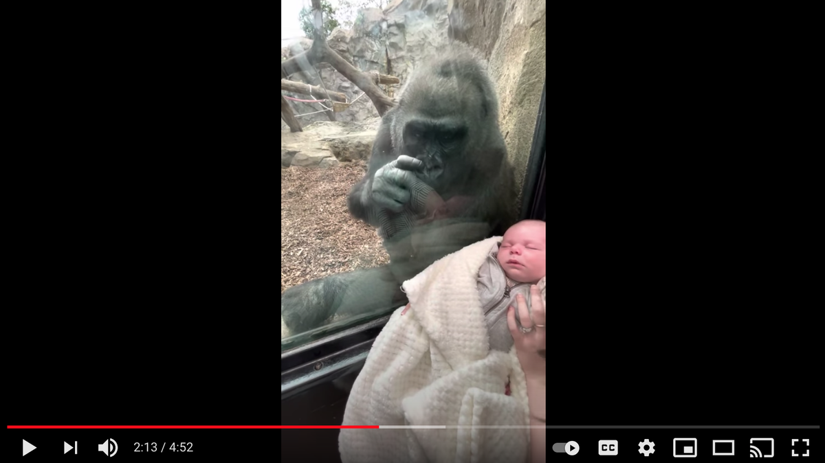 A gorilla named Kiki bonded with a new mom and her 5-week-old son at Boston’s Franklin Park Zoo.