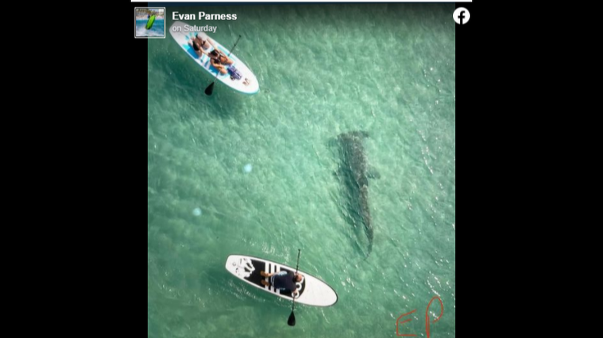 A drone video recorded the moment a large hammerhead shark checked out paddle boarders off Palm Beach, Florida, on Feb. 19.