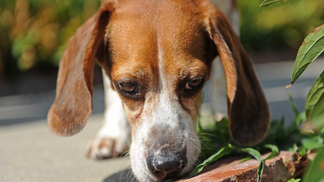 New research says your dog doesn't need a bigger yard. It needs one with far more things to sniff