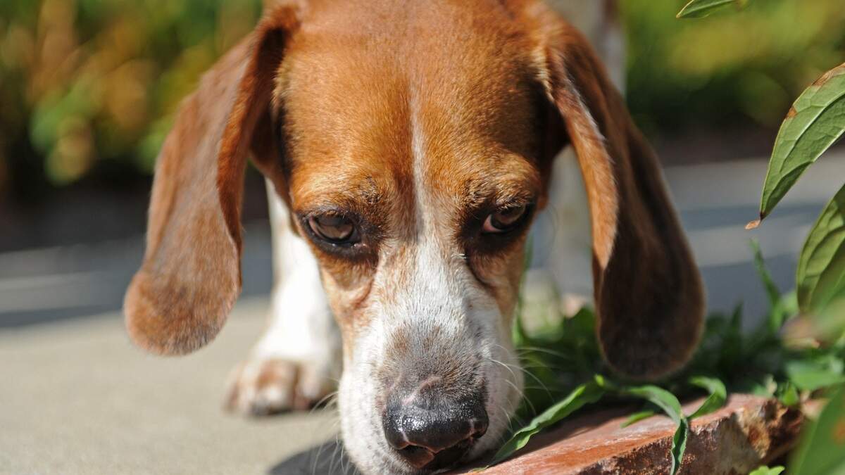 New research says your dog doesn't need a bigger yard ...