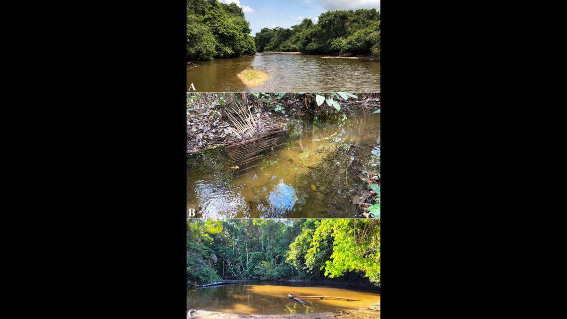 Researchers found a new species of armored catfish from streams in northeastern Brazil, according to a new study.