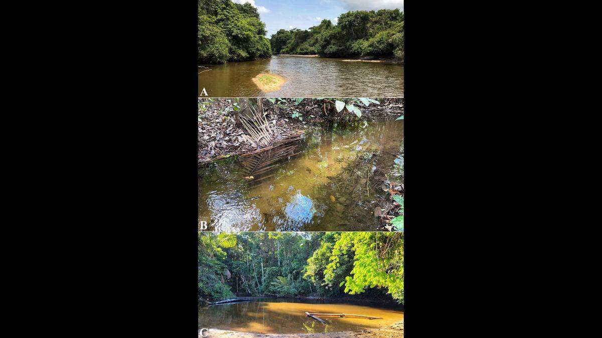 Researchers found a new species of armored catfish from streams in northeastern Brazil, according to a new study.