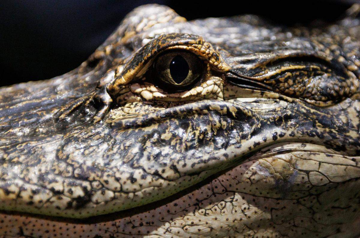 An American alligator sits while researchers collect data during a crocodile and alligator research survey with the University of Florida Croc Docs team Thursday, Nov. 7, 2024, in Everglades National Park. The alligators health is a good indicator of the health of the Everglades.