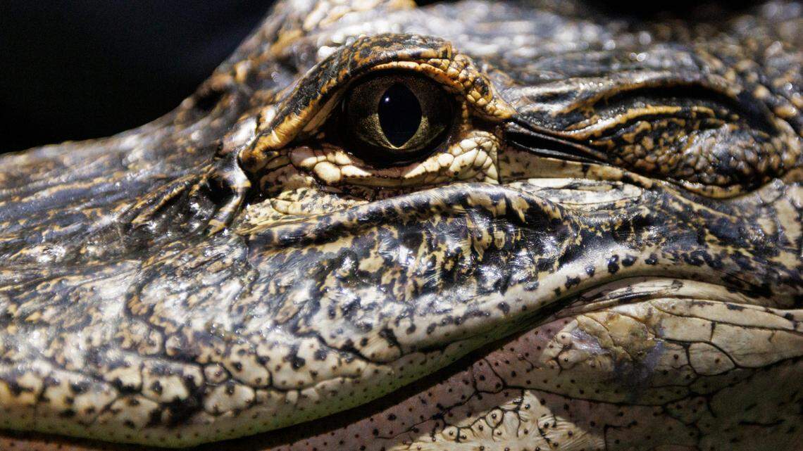 Here’s where alligators go in South Carolina during cold winter weather.