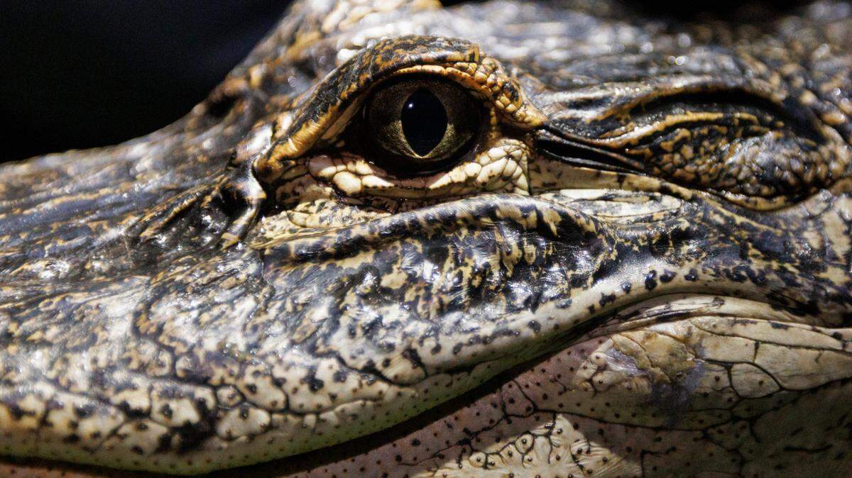 Here’s where alligators go in South Carolina during cold winter weather.