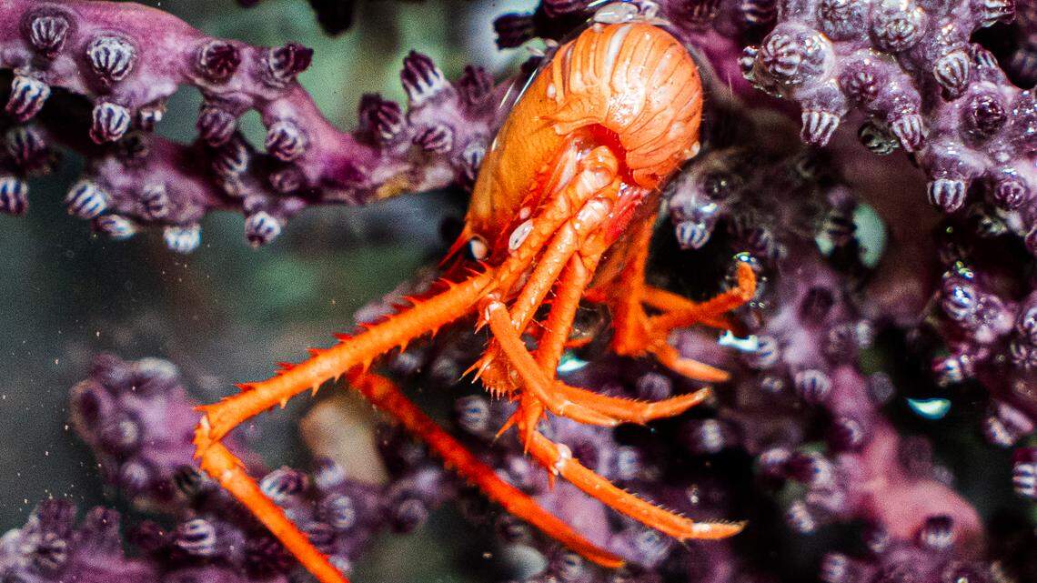 squat lobster deep sea coral