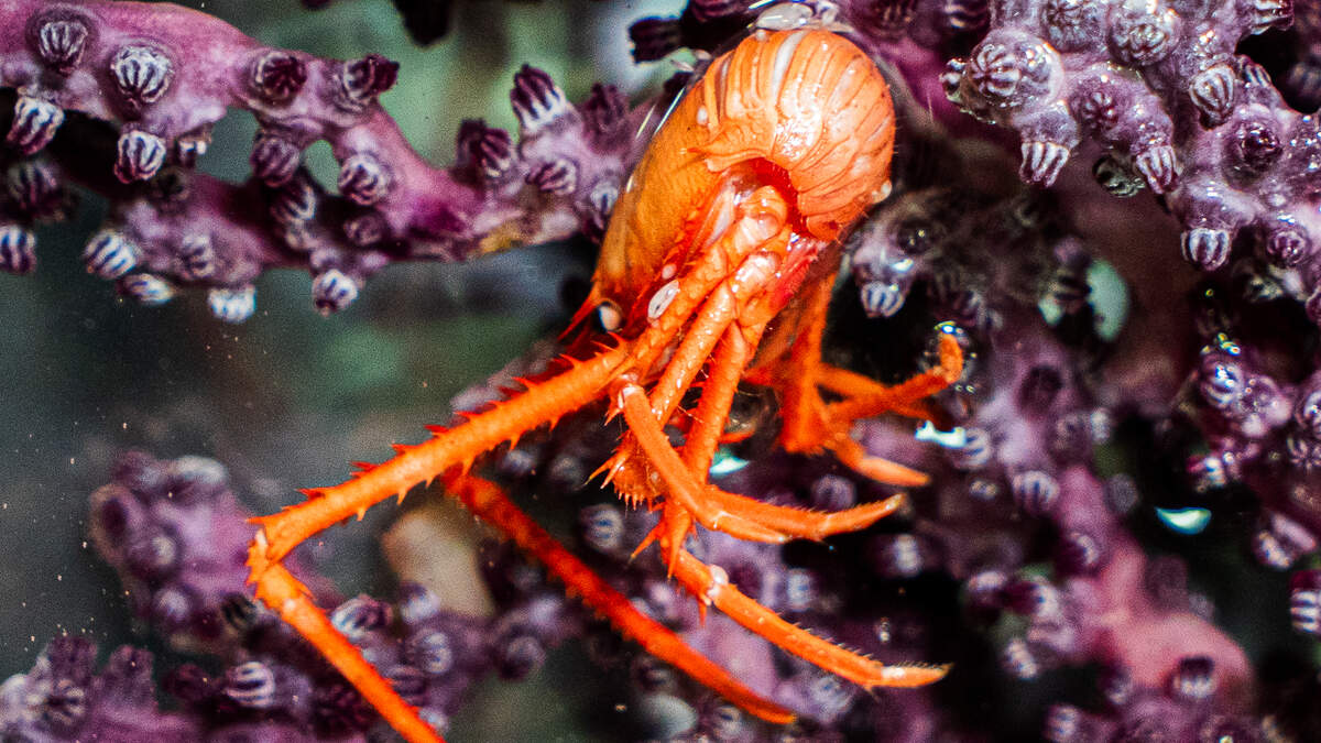 squat lobster deep sea coral
