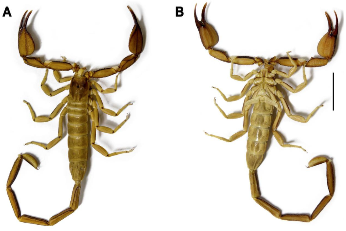 The scorpion is just a few inches long and was caught at night using ultraviolet light.