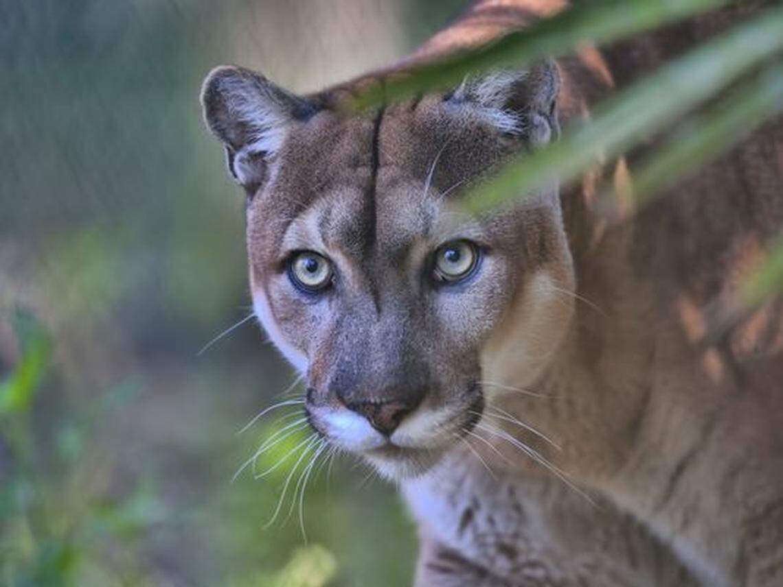 The Florida panther is considered to be among the world’s most endangered mammals.