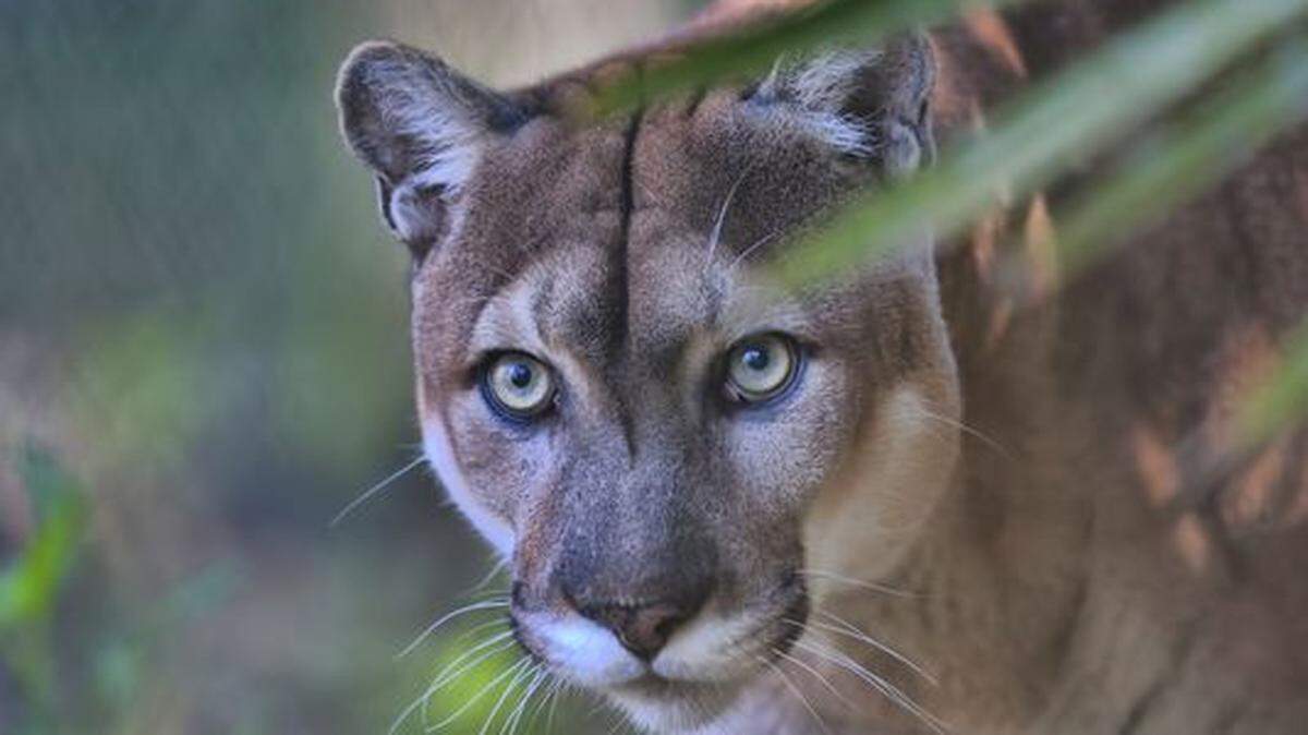 The Florida panther now is considered to be among the world’s most endangered mammals.