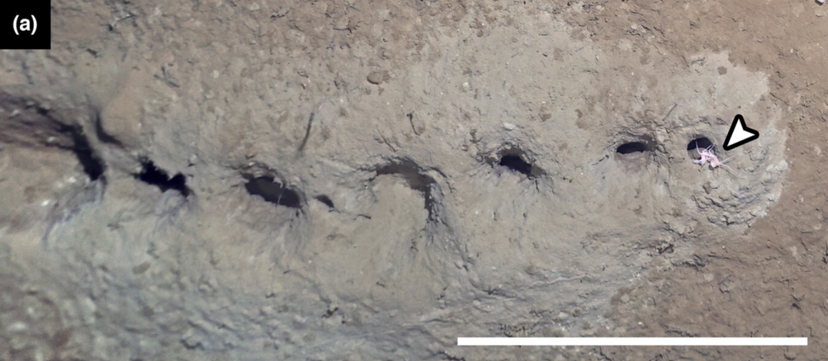 One of the structures with an amphipod coming out of a hole.