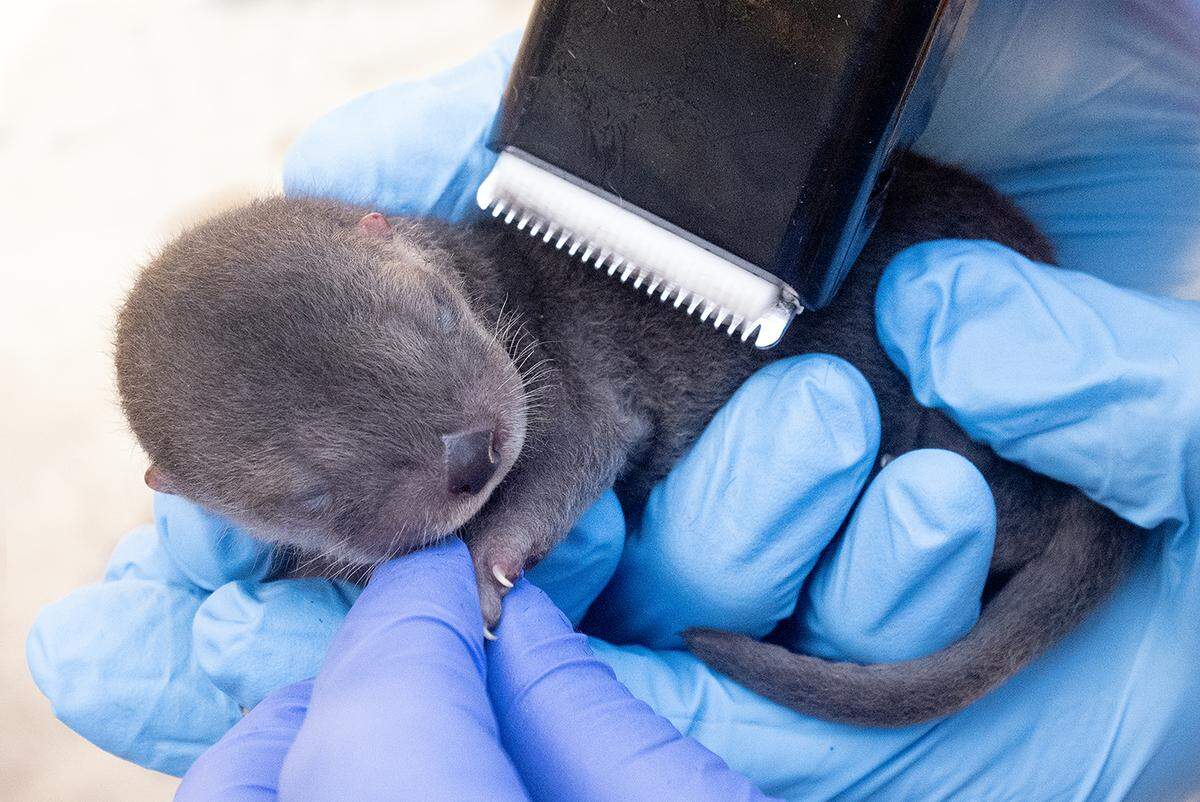 Zoo Miami’s Zinnia, a 7-year-old river otter, gave birth to three pups in the Florida: Mission Everglades exhibit Wednesday.