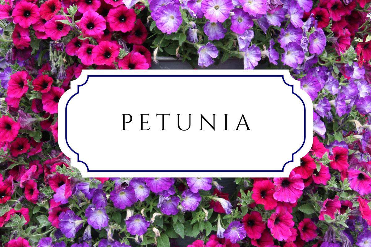names that mean flower petunia