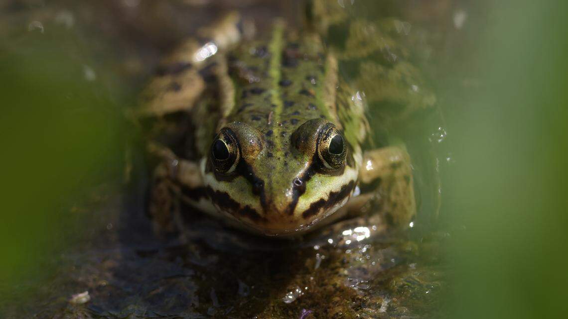 GREIFFENBERG, GERMANY - MAY 31: A water frog (Pelophylax esculentus) lies in a marsh of an approximately 300 hectares rewetted portion of the Sernitzmoor peatland on May 31, 2023 near Greiffenberg, Germany. The Succow Stiftung, a German foundation devoted to international peatland restoration, has been rewetting the Sernitzmoor in an ongoing effort since 2014 as part of a project called "toMOORow," which seeks to both reap the climate change benefits from peatland rewetting as well as provide commercial opportunity to local farmers and businesses. Peatland marshes are a highly efficient carbon sink, though large tracts across Europe have been drained over the centuries to make way for animal grazing and crops. Once dry and exposed to oxygen, peat become a powerful emitter of greenhouse gases. In Germany 7% of agricultural land is based on peatland, yet it accounts for 37% of Germany's agricultural greenhouse gas emissions. Rewetting stops the emissions and creates potential for paludiculture, marsh-based agriculture that includes water buffalo for their meat, cattail for insulation and reed pellets for paper. (Photo by Sean Gallup/Getty Images)