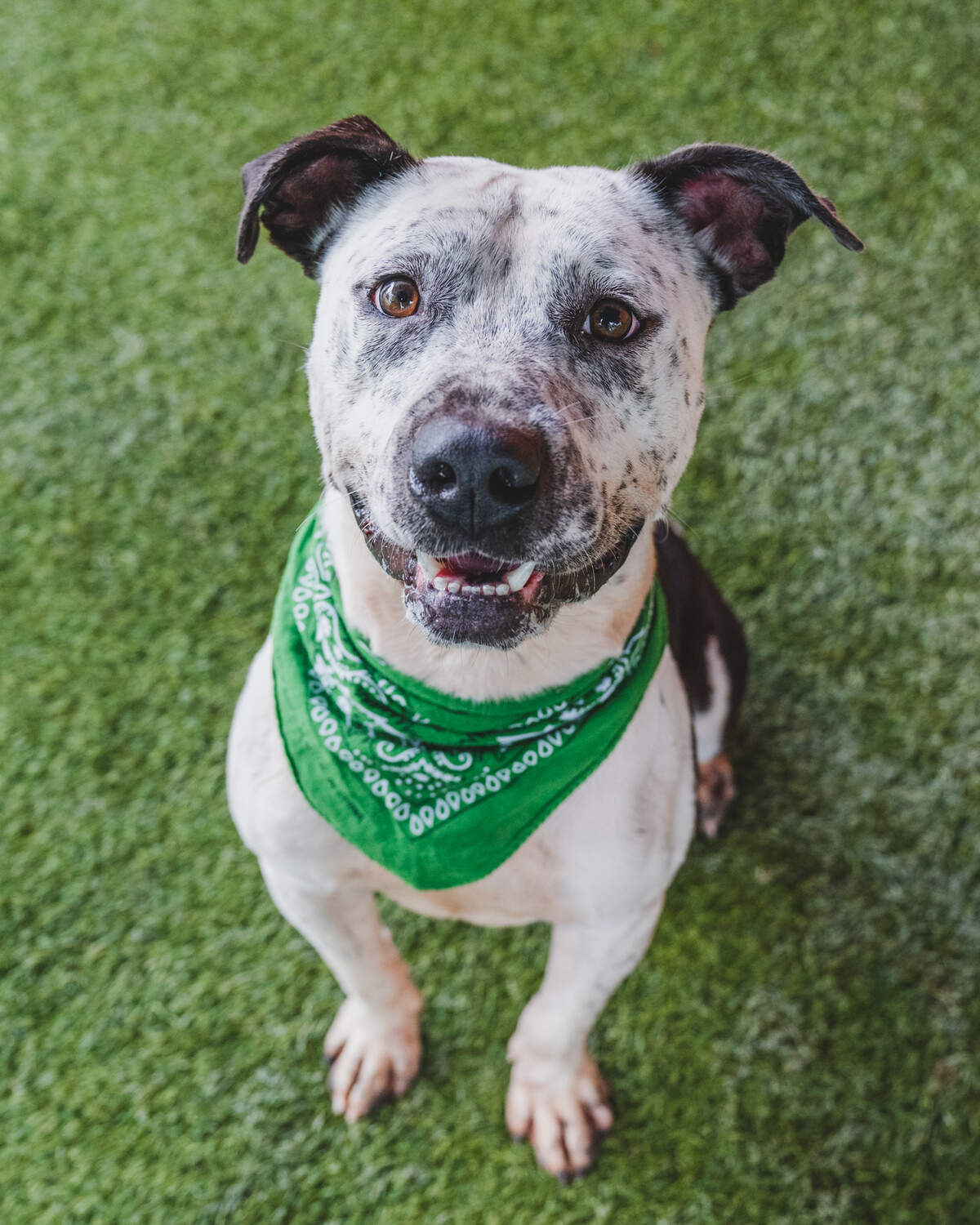 Meet Colton #A2486924, a charming 4-year-old black and white Terrier mix patiently awaiting his forever home at the shelter since July. Colton is a sweet-natured pup who thrives in the company of calm dogs in playgroups. He’s not just a dog; he’s a snuggle enthusiast, craving human affection. Give Colton the love and companionship he deserves – adopt him today and bring warmth and joy into your life!