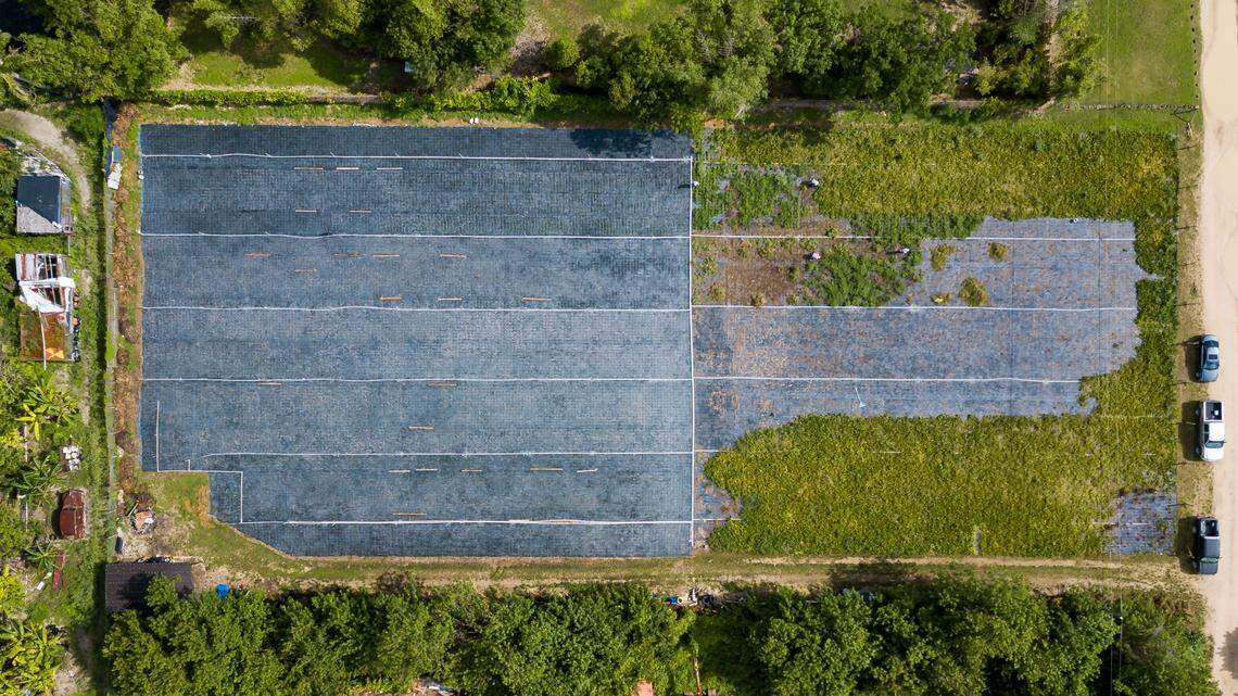 Vista aérea de agricultores trabajando en una granja de espinaca en Homestead, Florida, el 27 de mayo de 2020. La granja es de Juventino Custodio, de 53 años, quien se vio obligado a dejar que la cosecha se pudriera en los campos tras las pandemia del coronavirus, que trastocó completamente la cadena de suministro.