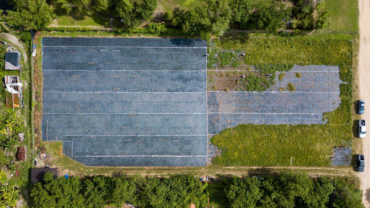 Aerial view shows farmers working to clear a spinach farm in Homestead, Florida on Wednesday, May 27, 2020. The farm belongs to Juventino Custodio, 53, who was forced to let his spinach rot after the coronavirus pandemic caused a disruption in his supply chain process.