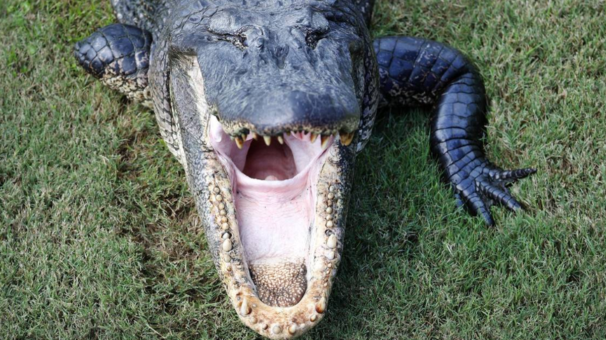 Alligator