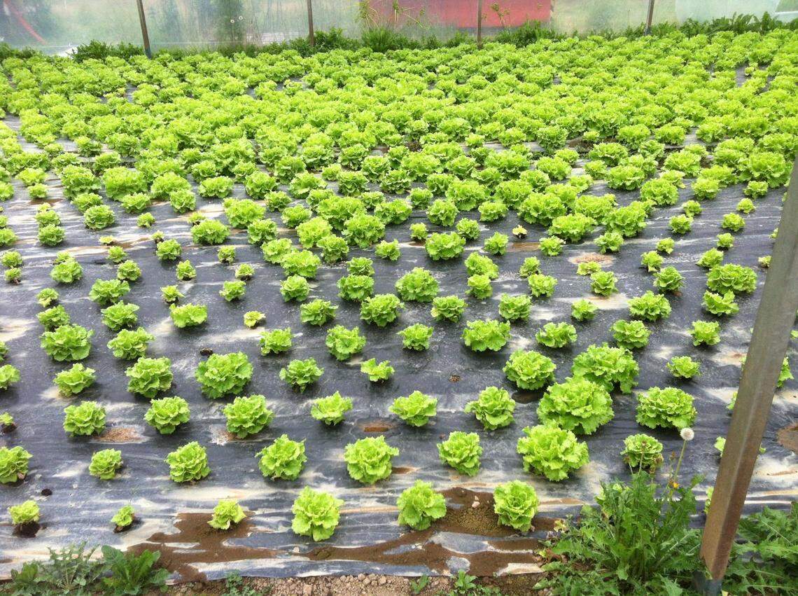 A productive lettuce yield following the researchers’ new biodisinfestation method.