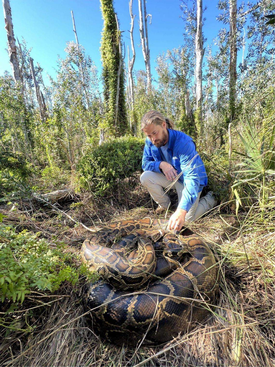 Biologist Ian Easterling of the Conservancy of Southwest Florida poses with a captured Burmese python.