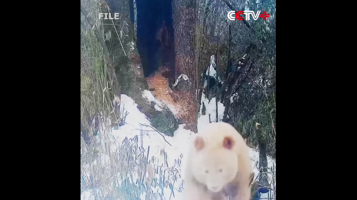Wildlife officials shared video captured at a nature reserve in China of a rare albino giant panda, believed to be the only one of its kind.