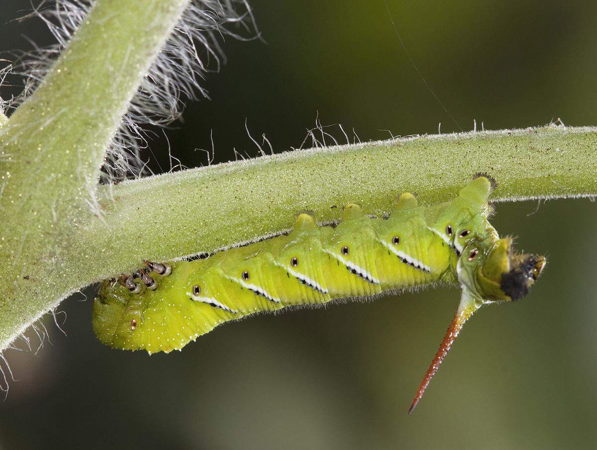 The enemy: tomato hornworm caterpillar.