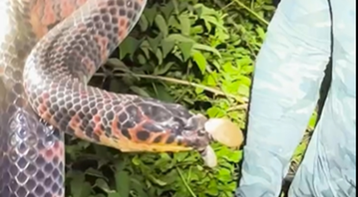This mudsnake was caught in Florida’s Everglades with ticks feeding on its face, including one the size of an olive, video shows.