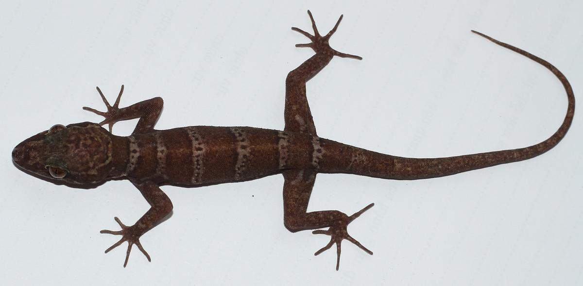 A female Cyrtodactylus arnei, or the Arne bent-toed gecko.