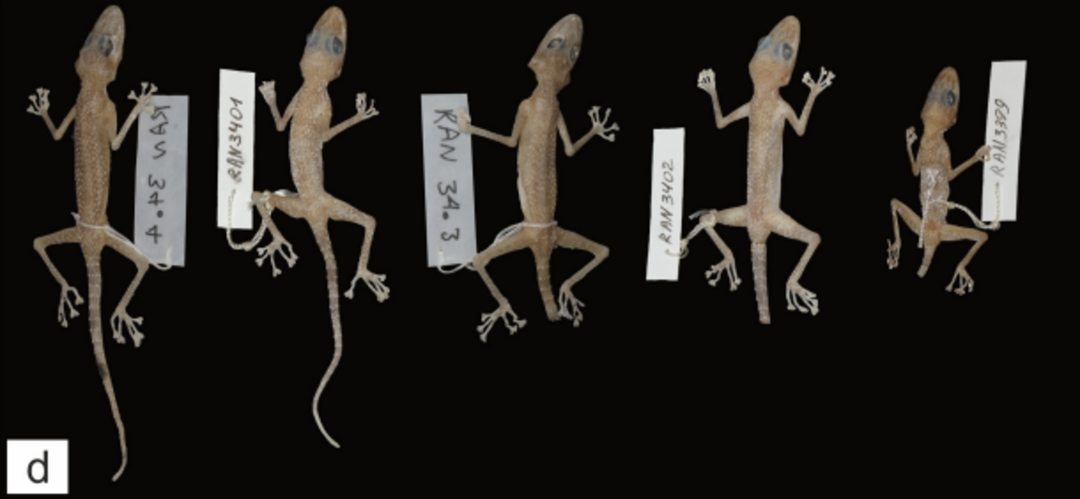 new species leaf-toed gecko iran