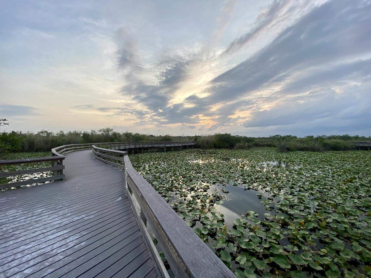 The Anhinga Trail winds through a sawgrass marsh where visitors can see alligators, turtles, anhingas, herons, egrets and many other birds.