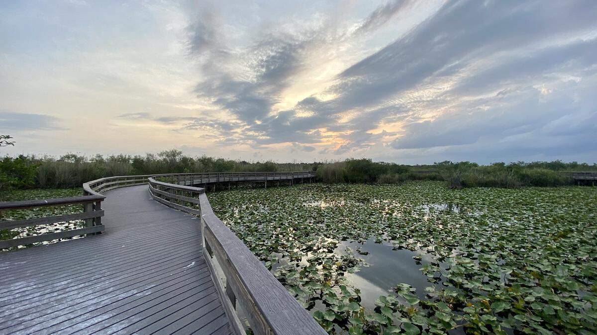 The Anhinga Trail winds through a sawgrass marsh where visitors can see alligators, turtles, anhingas, herons, egrets and many other birds.