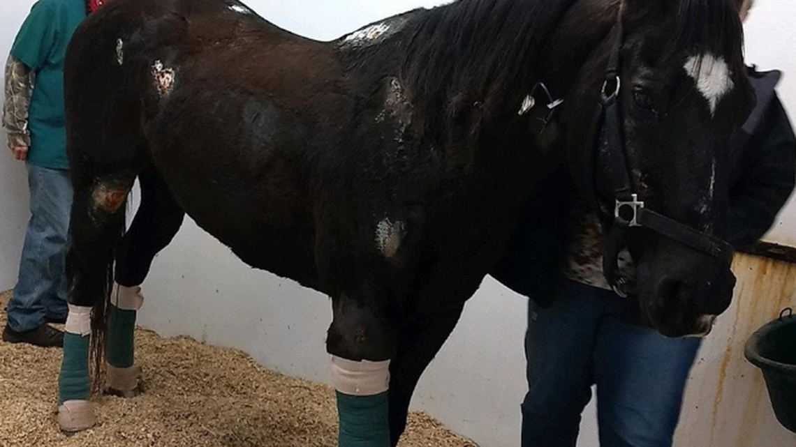 The horse nicknamed “Highway” escaped from a trailer taking him to be euthanized.