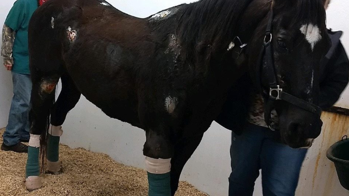 The hose nicknamed “Highway” escaped from a trailer taking him to be euthanized.