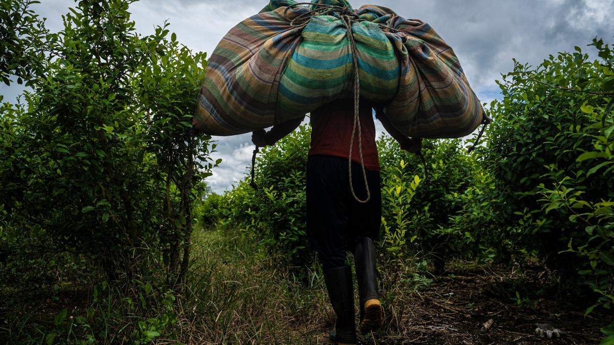 In May, a harvester in Llorente, Colombia, carries coca leaves on his back. For each 12-kilo sack, he receives the equivalent of about $1.50. A worker can harvest about 20 bags of coca leaves a day.