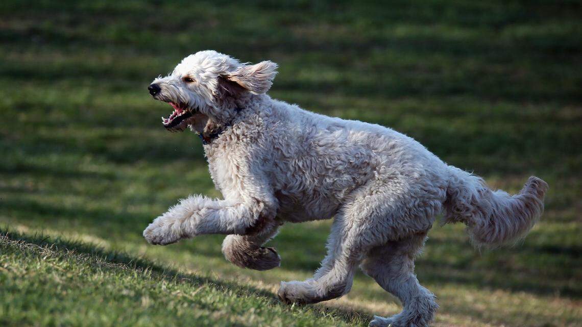 Goldendoodle Asks Stranger for Food in Polite Way in TikTok