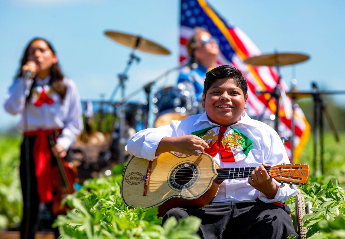 Homestead-Miami Mariachi Conservatory student David Velasquez, 13, plays the guitar from an Okra field along with the rest of the band, during a Cinco de Mayo celebration hosted by The Mexican-American Council at Sifuentes Farms in Homestead, Florida on Tuesday, May 5, 2020. Congresswoman Debbie Mucarsel-Powell made an appearacne as she regurlay donates masks and supplies to farmer in the area.