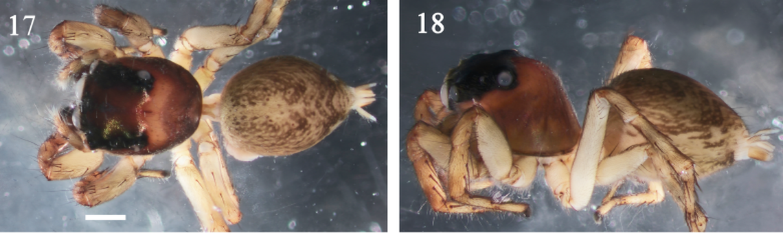 Thiratoscirtus khonvoum has a lighter orange band crossing the middle of its upper body.