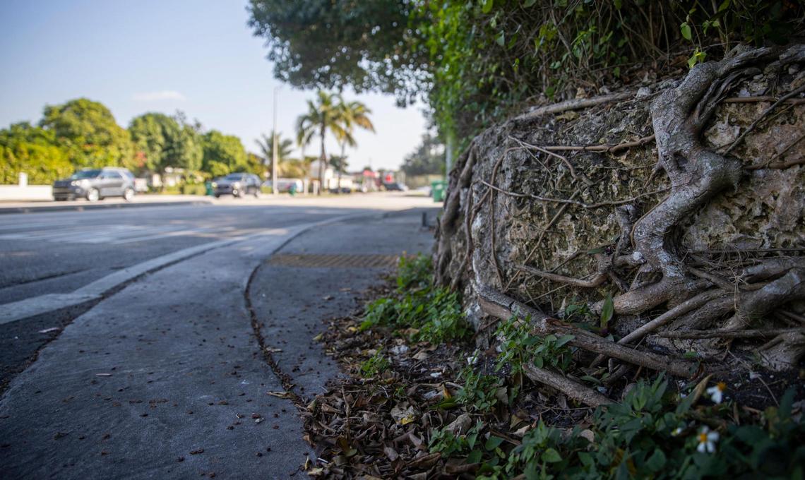Tree roots wrap around exposed limestone rock at the corner of Coral Way and SW 58th Avenue. Spotting exposed limestone is a reliable clue that you’re standing on some of the highest ground in South Florida.