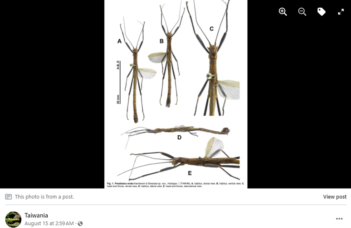 The uniquely small wings set the new species apart from others discovered in the area.