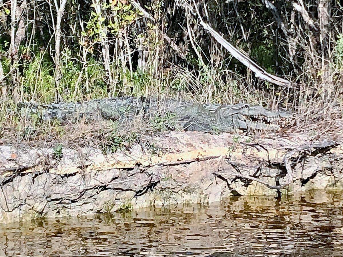 Alligator with a broken bottom jaw suns on a bank of the Buttonwood Canal in Everglades National Park.