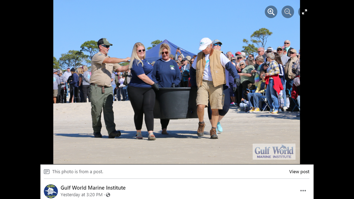 Volunteers and staff with the Gulf World Marine Institute released 40 previously cold-stunned animals back to the sea on Jan. 30.