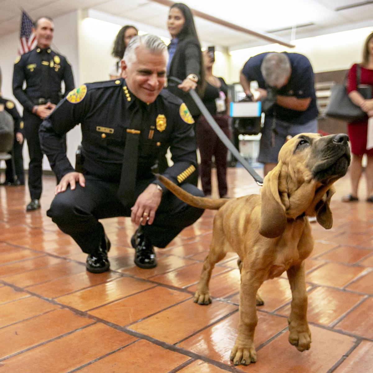 Miami Police Chief Jorge Colina announced the donation of a search and rescue bloodhound to Miami police’s special victims unit, by the Jimmy Ryce Center for Victims of Predatory Abduction, during a press conference at the Miami Police Department in Miami on Wednesday, May 22. The puppy will be named Claudine after Jimmy Ryce’s late mother.