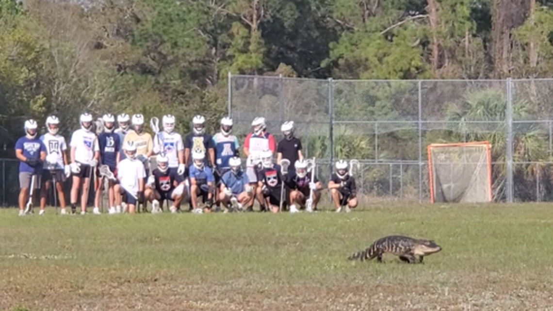 A video shows the Ravens of Tampa’s Alonso High School smartly waited on the sidelines as the alligator waddled across the field.