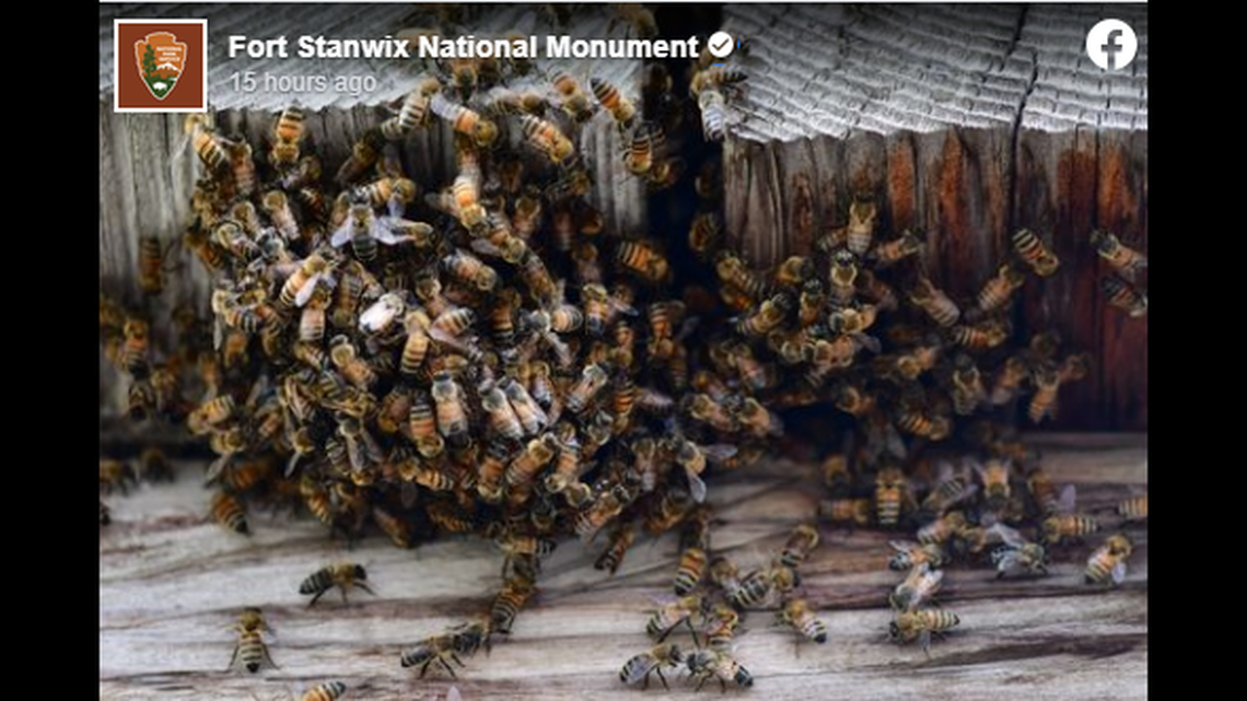 An 18th century New York historic site known as “the fort that never surrendered” had to be closed July 24 after it was overwhelmed by of bees.
